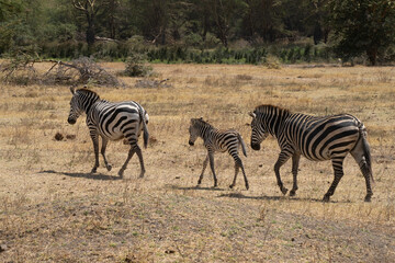 Fototapeta na wymiar Zebras Walking in the Savannah