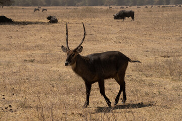 A Male Water buck in the Savannah