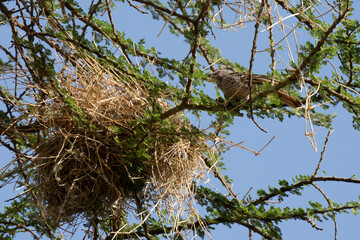 A Rufous Tailed Weaver next to its Nest