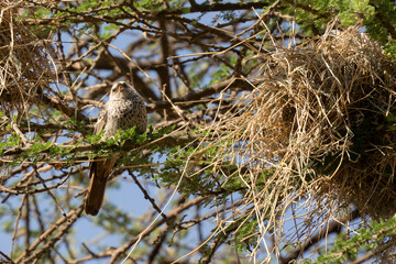 A Rufous Tailed Weaver next to its Nest