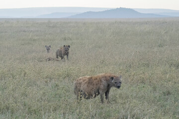 Hyenas at Dusk