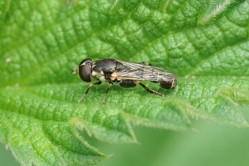 Closeup on a thick-legged hoverfly , Syritta pipiens sitting on a green leaf