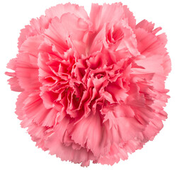 PNG Carnation flower pink isolated - 556075249