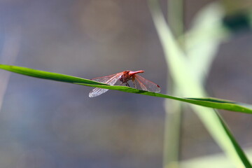 Flying insect dragonfly in the city park.