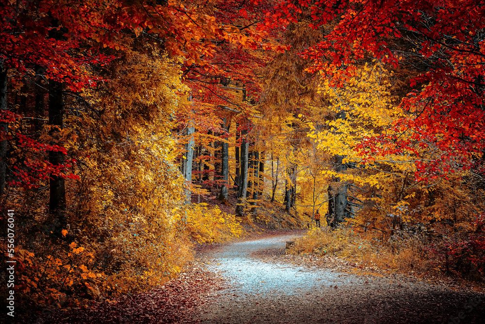 Fototapete Wonderful autumn landscape. Beautiful romantic alley near popular alpine lake Hintersee with colorful trees. Scenic image of forest landscape at sunny day. stunning nature background