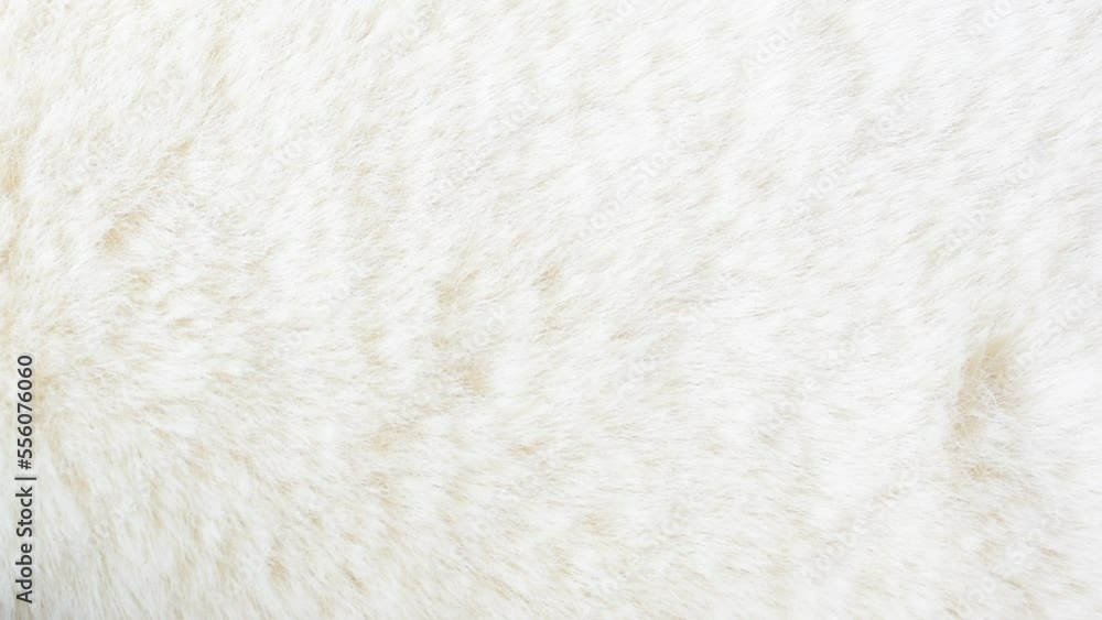 Wall mural white fur background