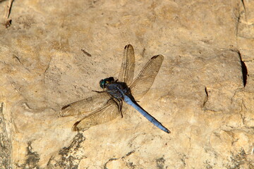 Flying insect dragonfly in the city park.