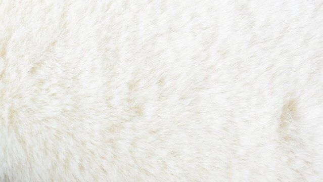 white fur background