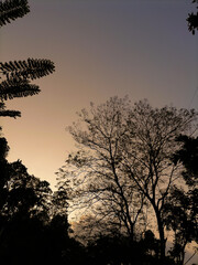 silhouette of a tree