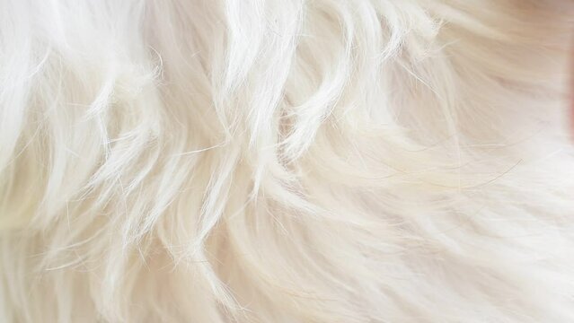 Hand petting a white dog's fur close-up gentle