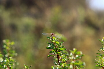 Flying insect dragonfly in the city park.