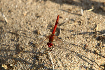 Flying insect dragonfly in the city park.