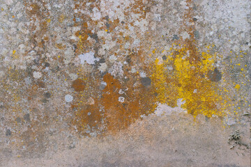 Natur Stein Struktur Flechten 