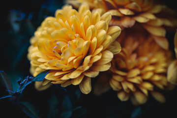 yellow and orange
