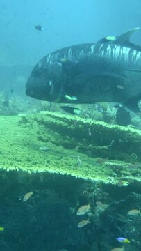 Vertical video of Massive giant trevally being cleaned by wrasse over table coral