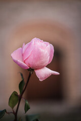 pink rose on a black background