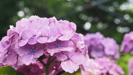 Hydrangea flowers in the garden