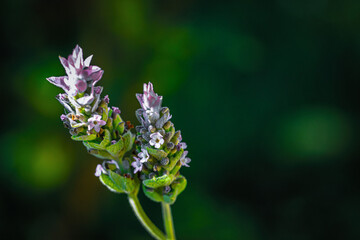 bee on flower