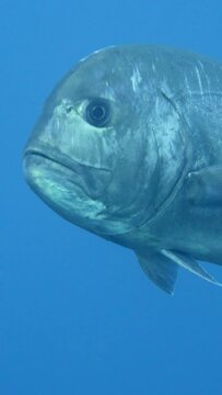 Vertical video of Massive giant trevallies swimming from the reef to the blue