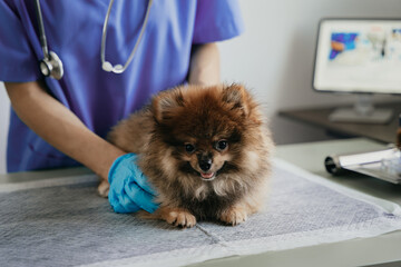 Examine the veterinarian's breath in work clothes, listen to the breath of a small dog, veterinary clinic, pet care concept.