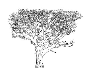 Sketch of tree silhouette isolated on white background vector Vintage Iliustration 