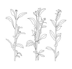 Fototapeta na wymiar hand drawn tree art, plant drawing isolated vector art on white background set of flowers, plant bundle 