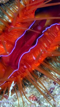 Vertical video of Electric clam in its hole with the blue light flashing and suddenly closing