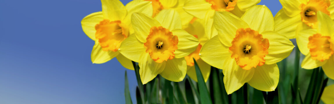 closeup on beautiful yellow bloom of daffodils blooming under blue sky