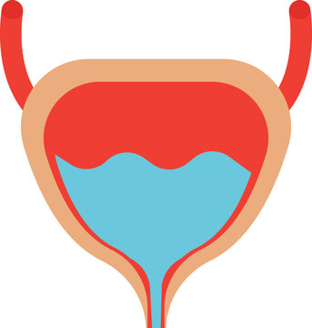 Human Bladder Vector Icon
