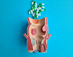Anatomical model of large intestine and medina pills
