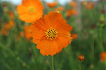 Fototapeta premium Yellow flower is beautiful