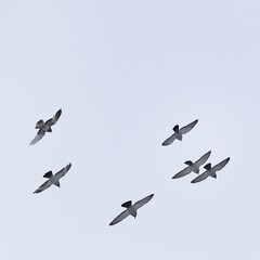 Several pigeons during the flight in a group.