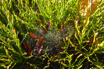 Cobwebs with shiny drops of water on a blackberry bush.