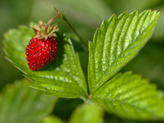 A red strawberry berry lies on a green leaf.