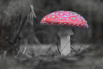 Beautiful - Red Fly Agaric Mushroom in Forests - Amanita Muscaria - Toadstool - Close-Up - Herbst Stimmung - Waldpilz - Glückspilz - Fliegenpilz - Colorkey - Background - High Quality Photo