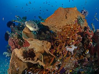 Map puffer fish and yellow sweeper fishes 