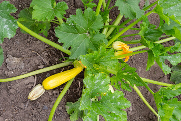 Zucchini plant. Zucchini with flower and fruit in field. Green vegetable marrow growing on bush. Courgettes blossoms