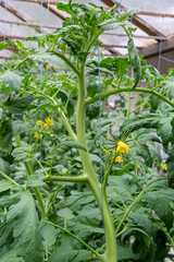 Close-up view of fully open bright yellow tomato flower among green leaves of tomatoes. Elegant romantic image of flowering tomato plant and creative idea of gardening. Green natural background