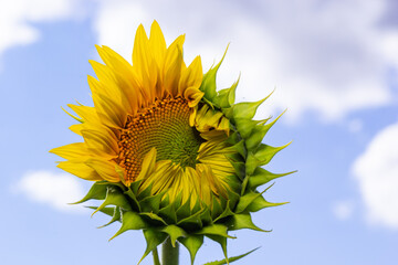 Close up young sunflower the flower is not fully grown in the field and blur background.small depth...