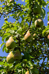 Pear tree. Pear green garden with fruit. Natural environment, outdoors