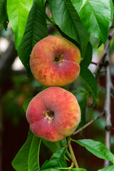 Branches with donut peaches and green leaves. Peach tree