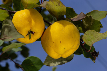 Many ripe pear quinces, close up. Sunny yellow quince pear fruits grow on quince tree with green...