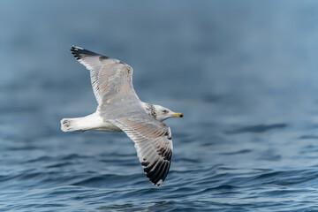 Caspian Gull (Larus cachinnans) in flight. Oder delta in Poland, europe. Blue background. Blue watercolor background.                 