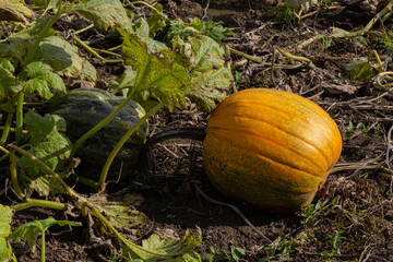 Pumpkin plants with rich harvest on a field ready to be harvested