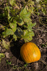 Obraz premium Buttercup squash - green sweet pumpkin in the garden, farm. Pumpkin plant the garden