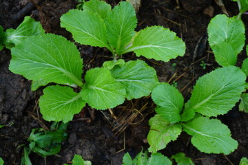 Organic lettuce in the garden