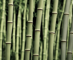 Illustration of bamboo forest, generative ai