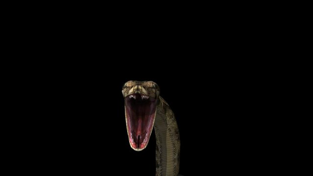 Snake Defence Attack Transparent Alpha Video
