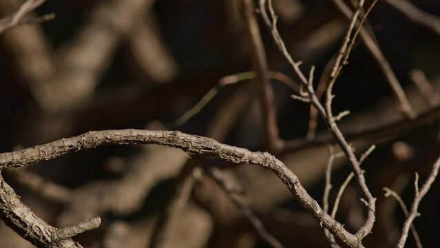 A Daurian Redstart Perching and Flying Away.