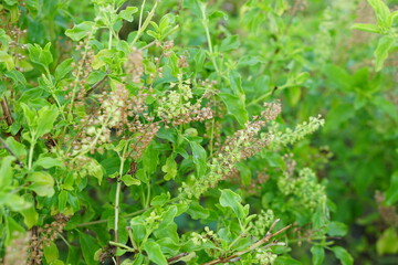 flowers of the basil are placed in food.
